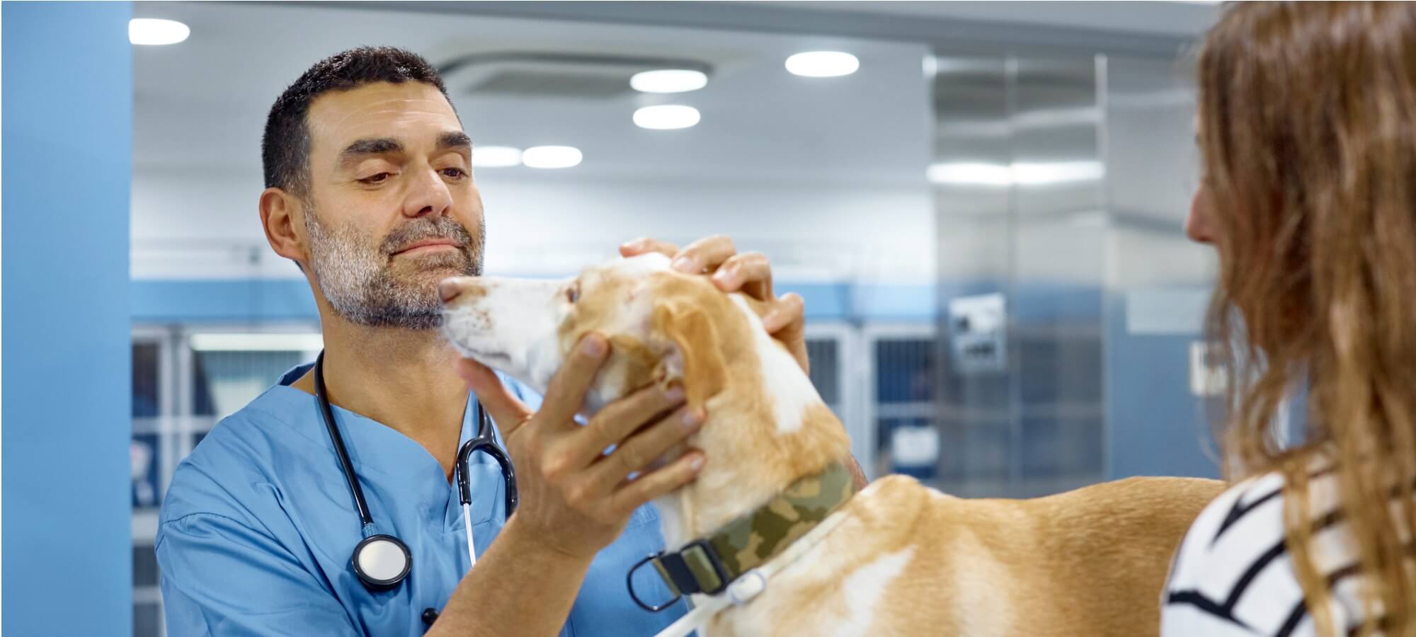 veterinarian examining dog with pet owner watching