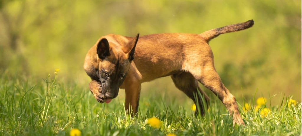 brown dog standing in grass, licking his paw