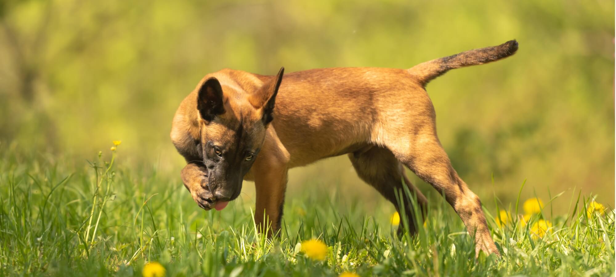 brown dog standing in grass, licking his paw