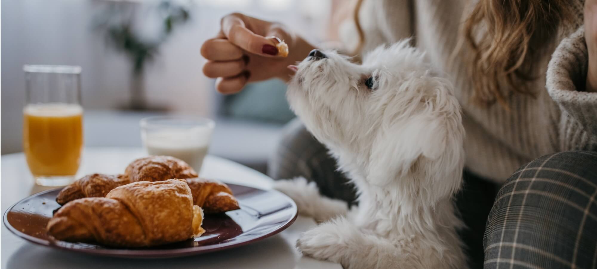 person feeding a small white dog a bite of croissant at the dining table