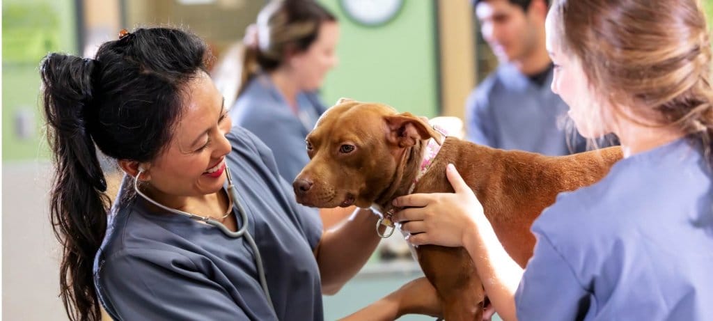 veterinary staff with a brown dog