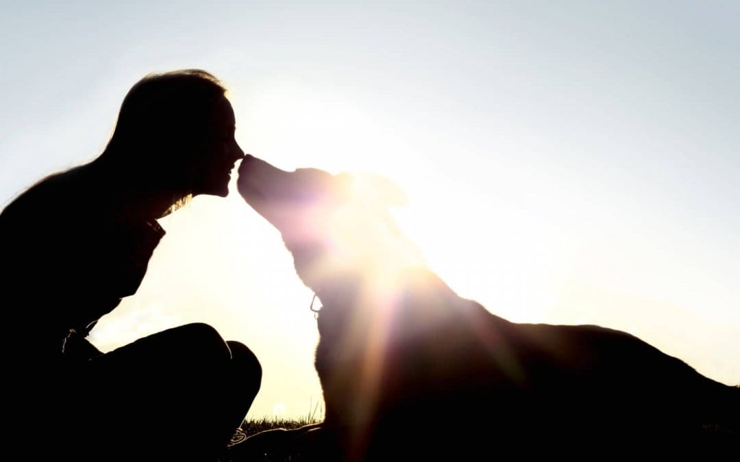 7 ways to honor your passed pet
