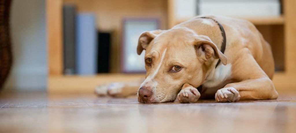 tan mixed-breed dog lays on the floor, looking sad