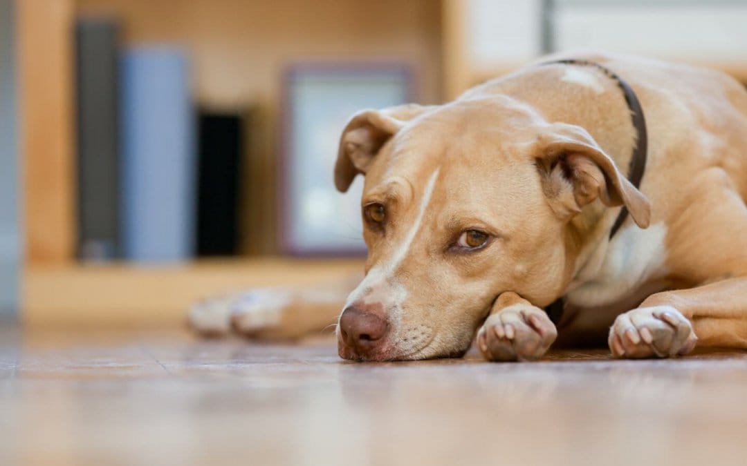5 signs your pet might have heartworm disease