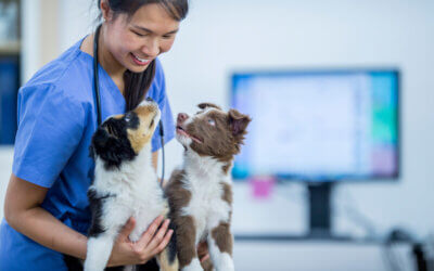 Veterinary technician tell-all: How to keep your vet techs happy