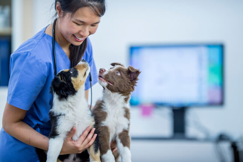 Veterinary technician tell-all: How to keep your vet techs happy