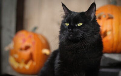Pet safety tips for the spookiest season
