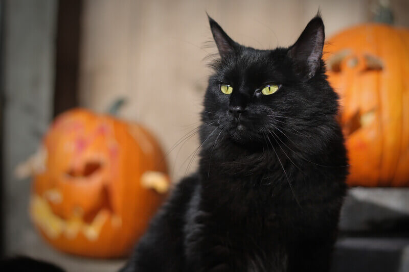 Pet safety tips for the spookiest season