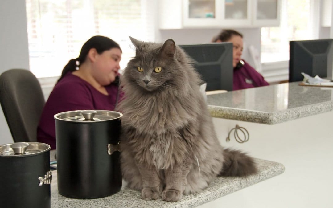 5 everyday time drains in your veterinary practice and how to solve them