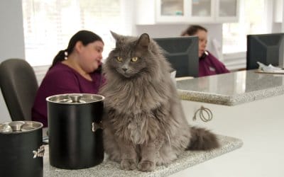 5 everyday time drains in your veterinary practice and how to solve them