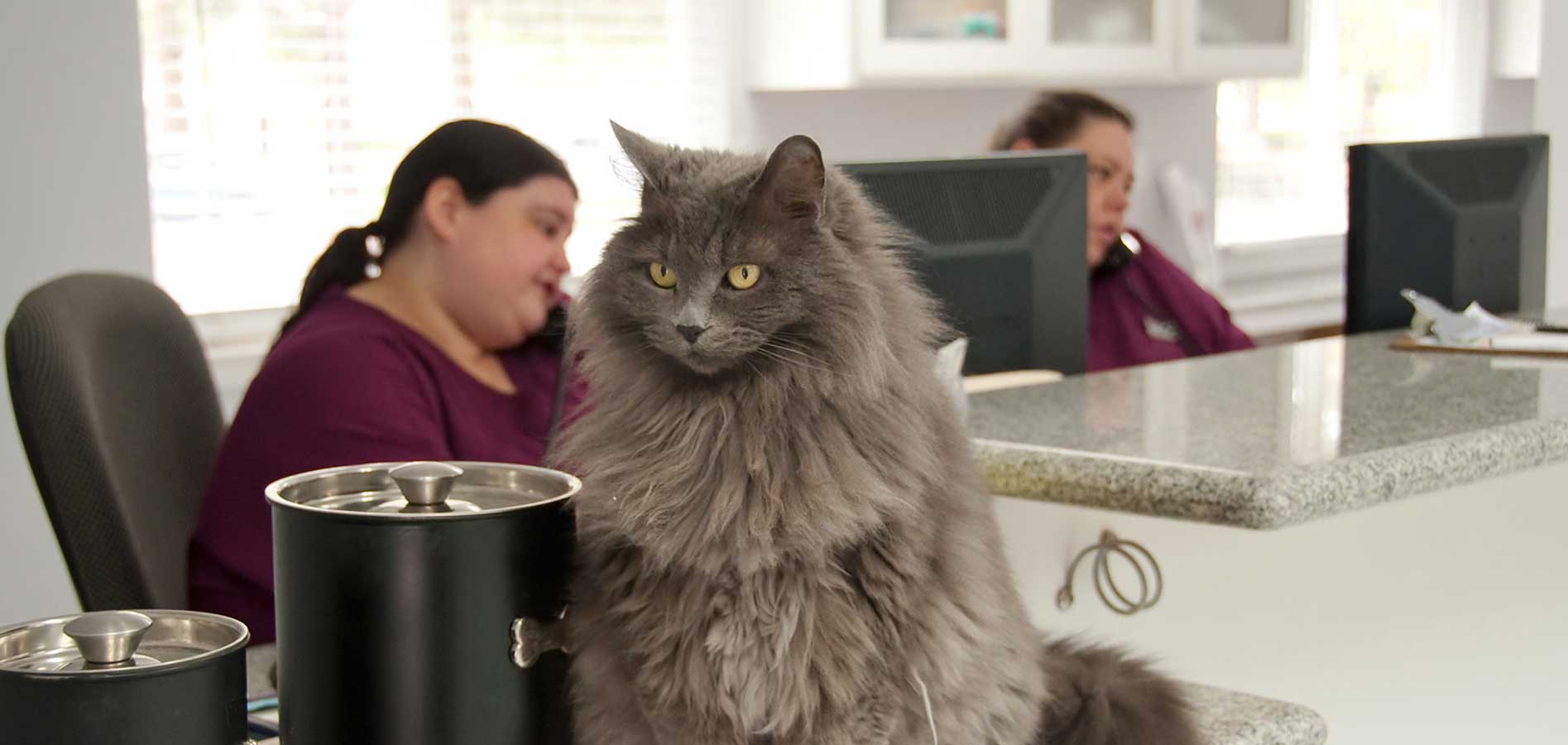 veterinary practice front desk