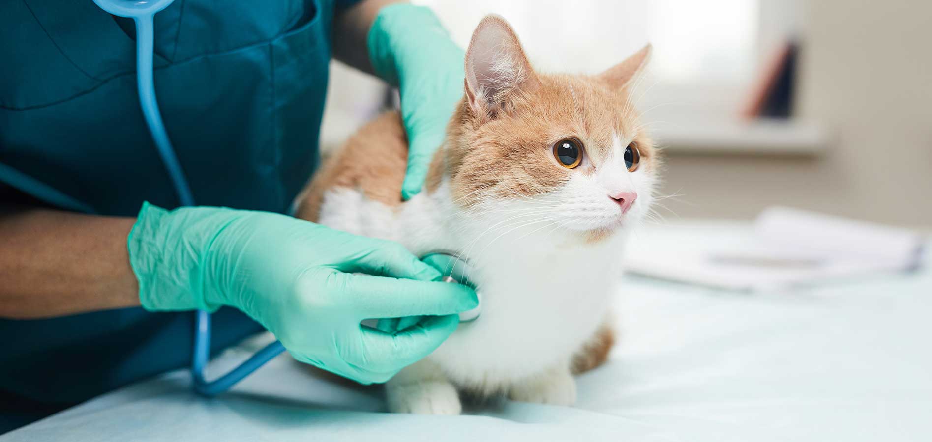 cat vet appointment