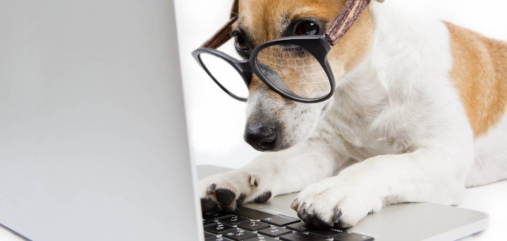 clever dog on computer
