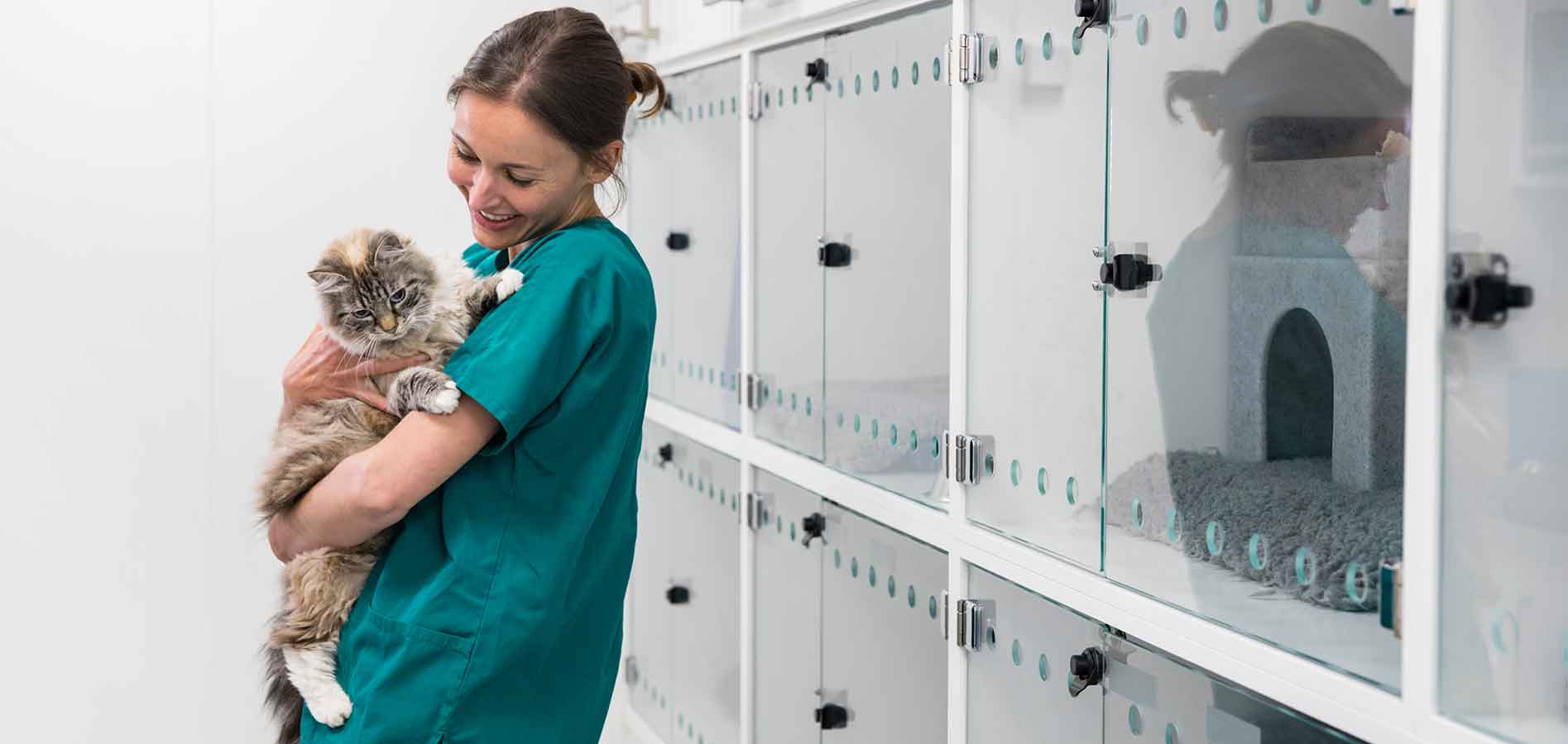 veterinary staff holding cat