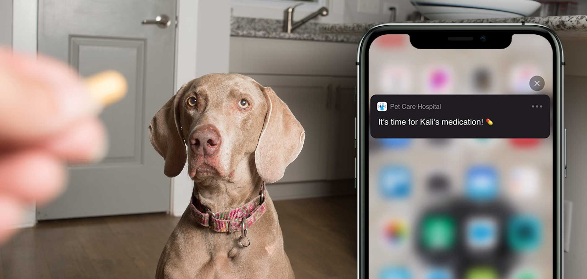 veterinary platform reminders