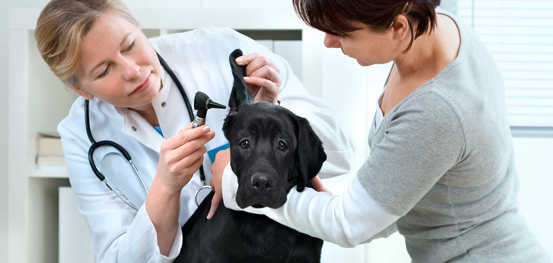 veterinarian checking dog with owner