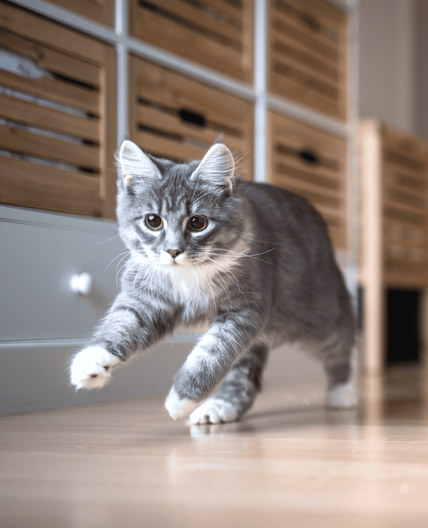 cat running in home