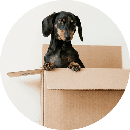 A small daschund dog poking his head out of a cardboard box.