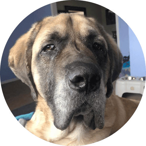 Aslan, the author's mastiff dog