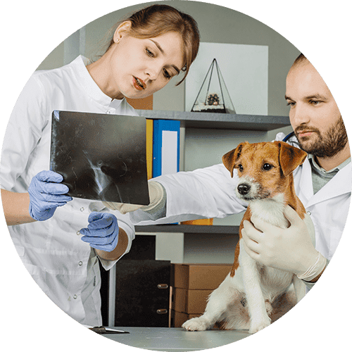 Veterinary staff members looking at an x-ray with a dog