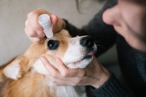 Person holding a corgi's head and administering eye drops