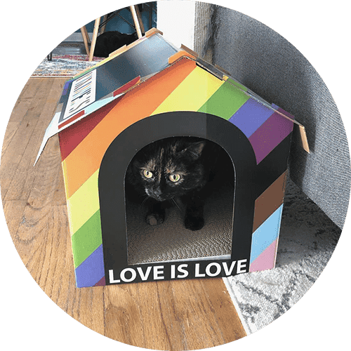 A cat in a pride colored box that says love is love.