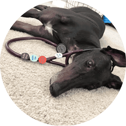 A dog lying down, wearing a stethoscope with pronoun buttons attached.