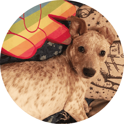 A cute dog lying beside a pillow shaped like a hand giving a peace sign, in pride colors.