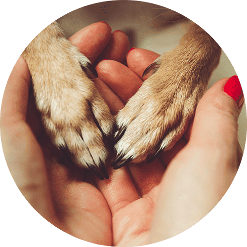 A close up of a person's hands with dog paws