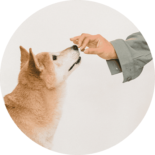 Image of a dog about to eat a treat from their owner's hand.