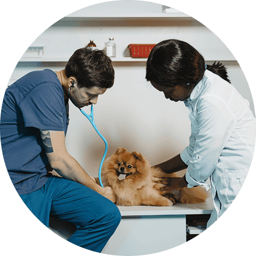 veterinary staff with a happy dog in an exam room