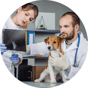 2 veterinarian staff with a dog, examining an x-ray.
