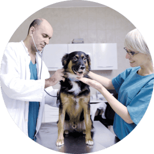 A veterinarian and a technician tend to a dog in a clinic.