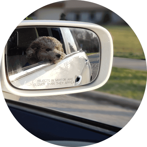 a rearview mirror showing a dog leaning out of the car window