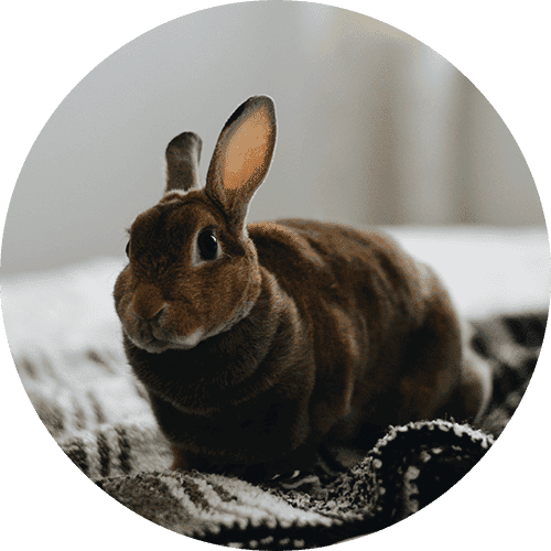 a pet rabbit sitting on a blanket