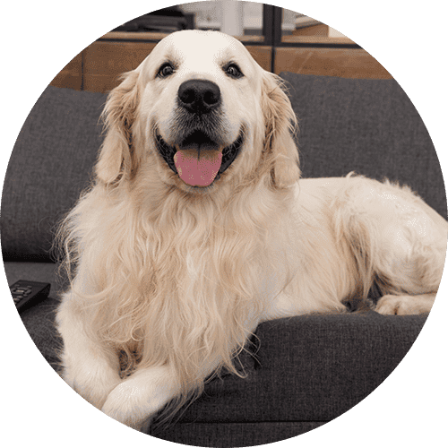 A smiling golden retriever dog