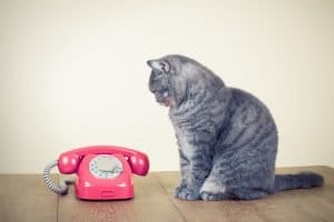2-way chat vs phone calls
