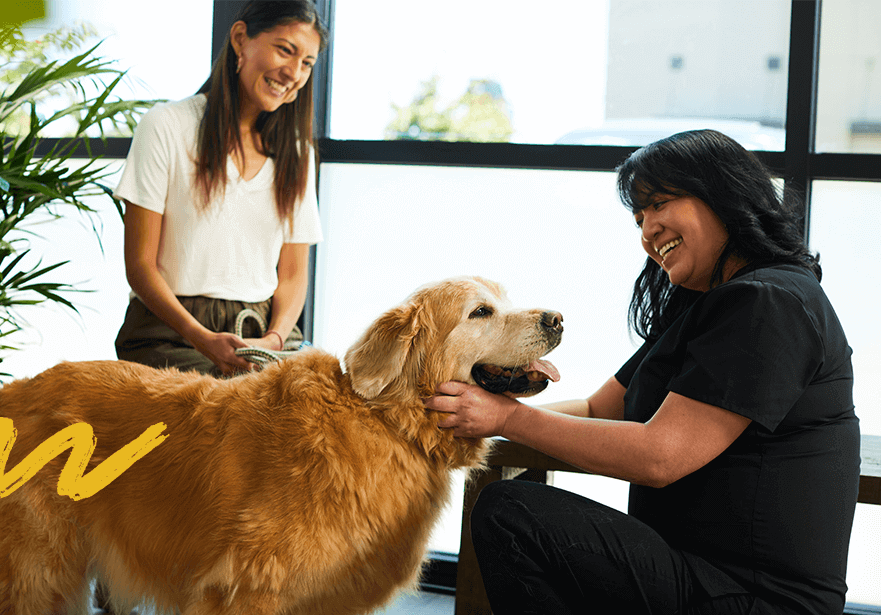 A Brighter Future For Pet Healthcare | Vetsource