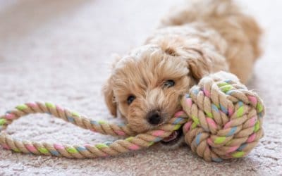 Gifts your pet will love