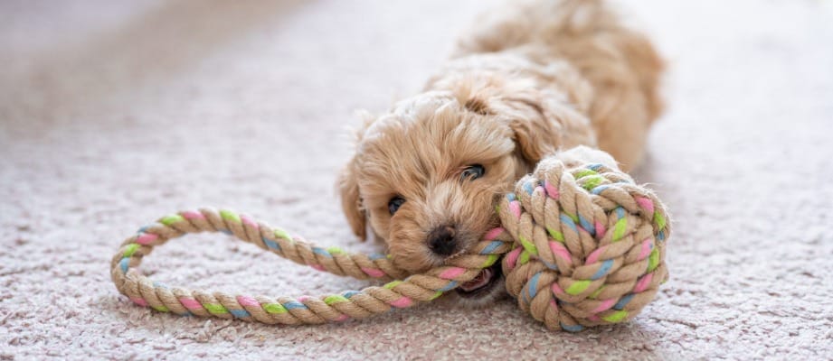 buff-colored puppy played with a pastel multi-colored rope toy indoors