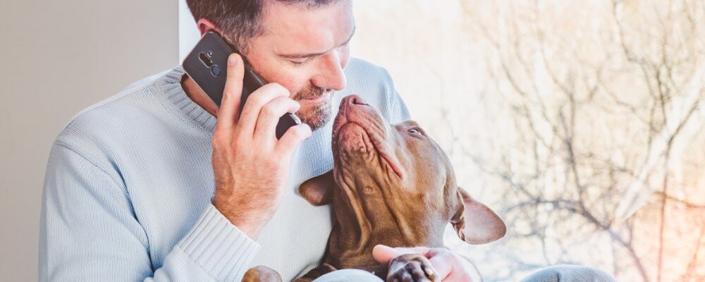 pet owner talking on cell phone with brown dog in his lap, looking up at him