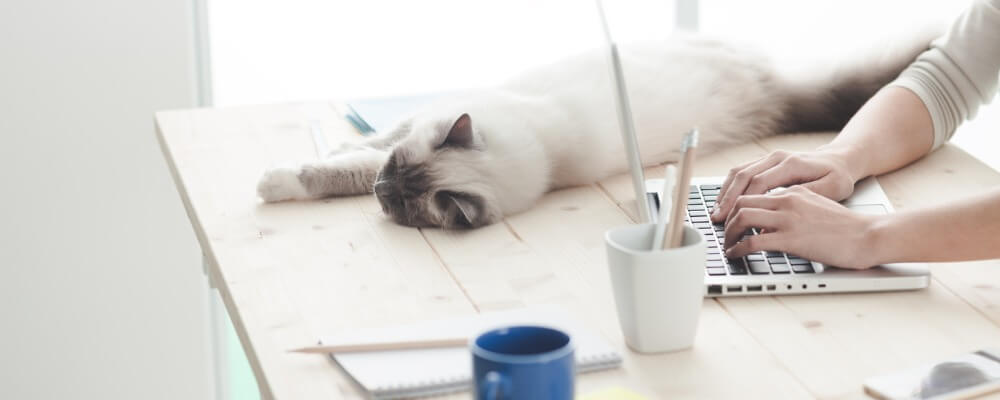 cat sleeping on desk while person types on computer
