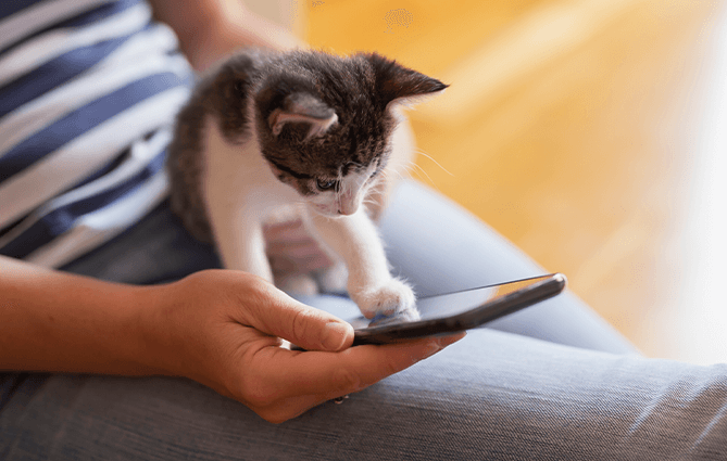 person with orange cat on their lap, looking at their phone displaying a PetMail email