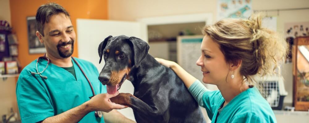 veterinary team examining a large dog