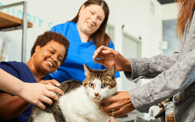 Simple strategies to retain clients for busy veterinary practices