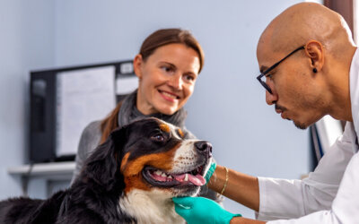 Vetsource solutions help veterinary practices turn challenges into opportunities