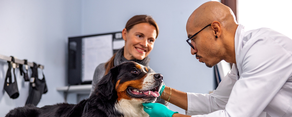 Veterinarian with pet owner and large Bernese dog