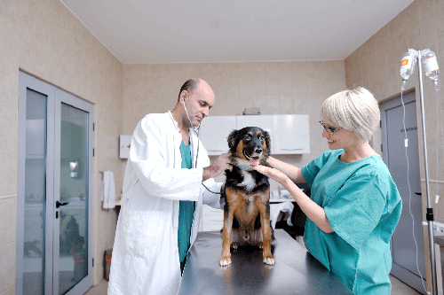 portrait-of-veterinarian-assistant-in-a-small-animal-clinic happy older black man sitting on a couch with 2 small dogs