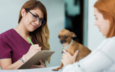 How to ease workloads for busy veterinary teams