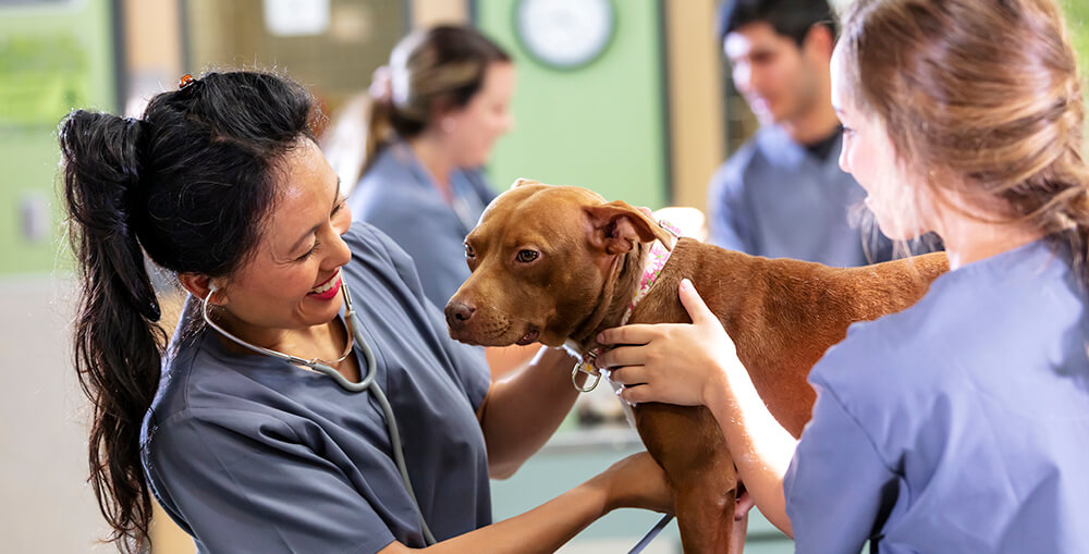Veterinarian, technician, examine dog with stethoscope vet in front of computer, looking at clipboard